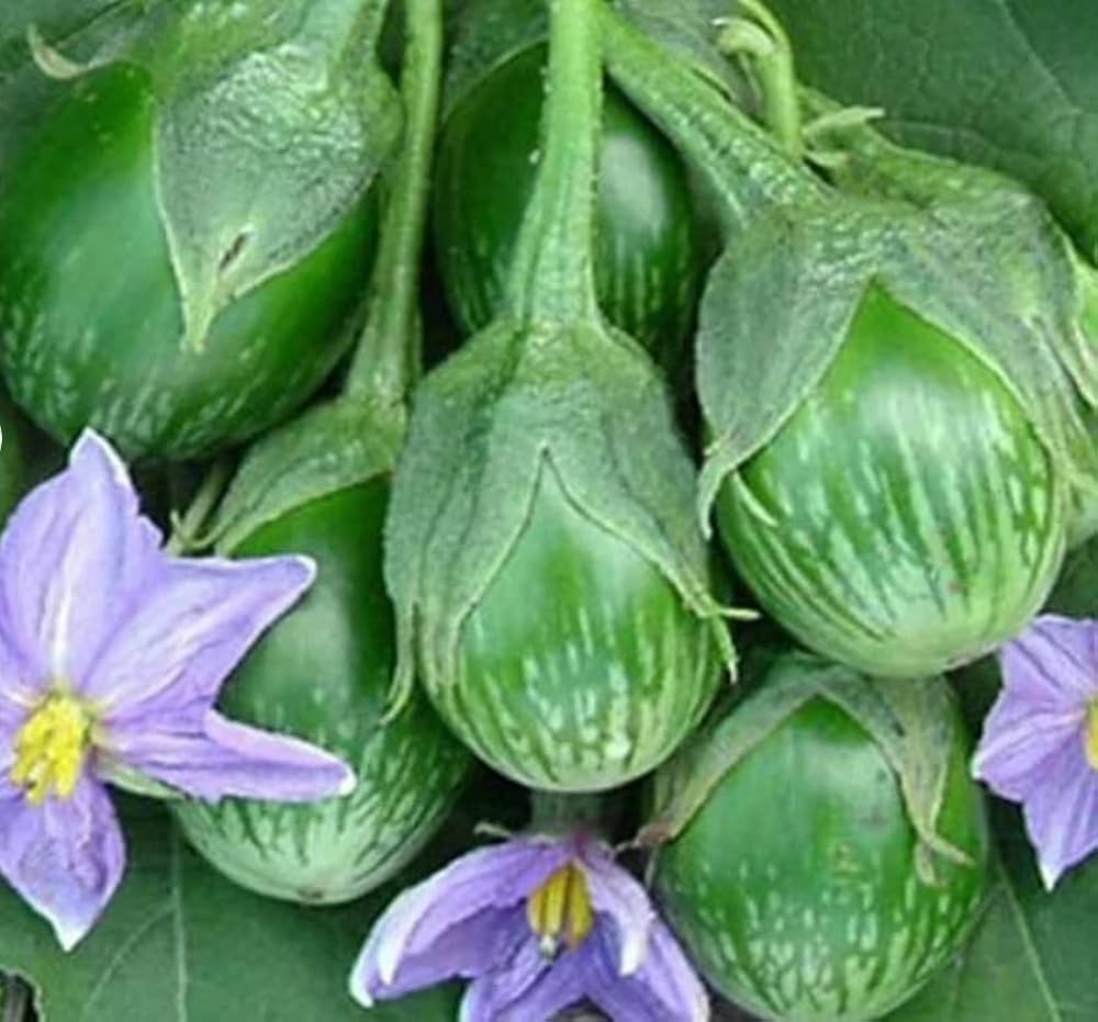 Thai eggplant plant grown from seeds with small, round green-and-white fruits
